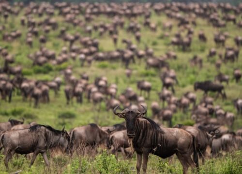 Which National Park Has the Best Wildlife Viewing?