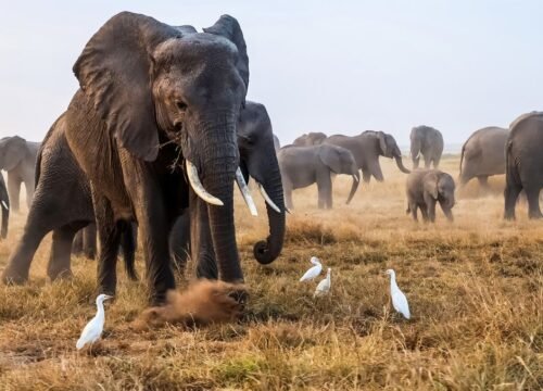 What Vaccinations Do I Need for a Kenya Safari?