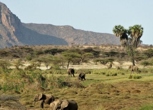 Where Can I See the Big Five in Kenya?