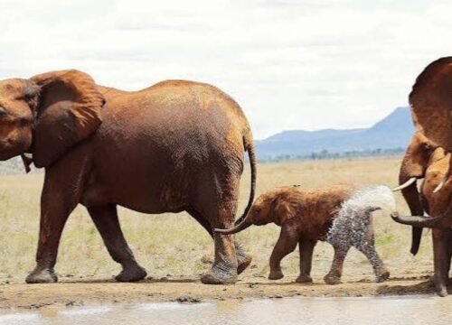 What Is the Easiest Place to Spot Lions in Kenya?