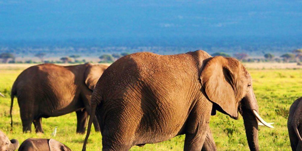 Amboseli