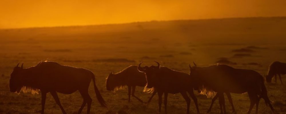 Amboseli (10)