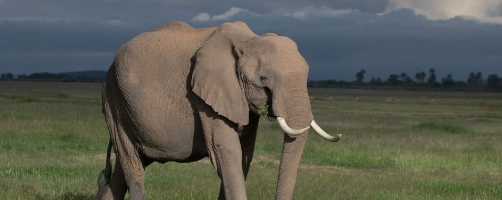 Amboseli (11)