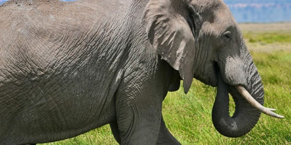 Amboseli (2)