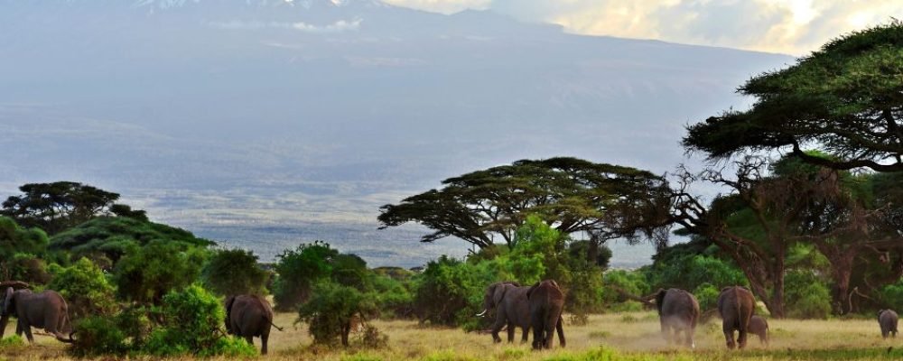 Amboseli (3)