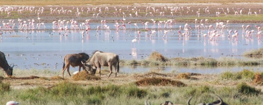Amboseli (7)
