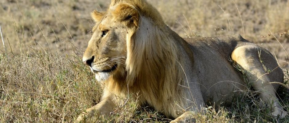 Kenya's Wildlife in Style: Northern Wilderness to Mara's Endless Plains