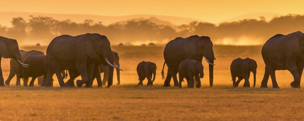 Amboseli (9)