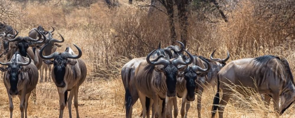 Hwange National Park
