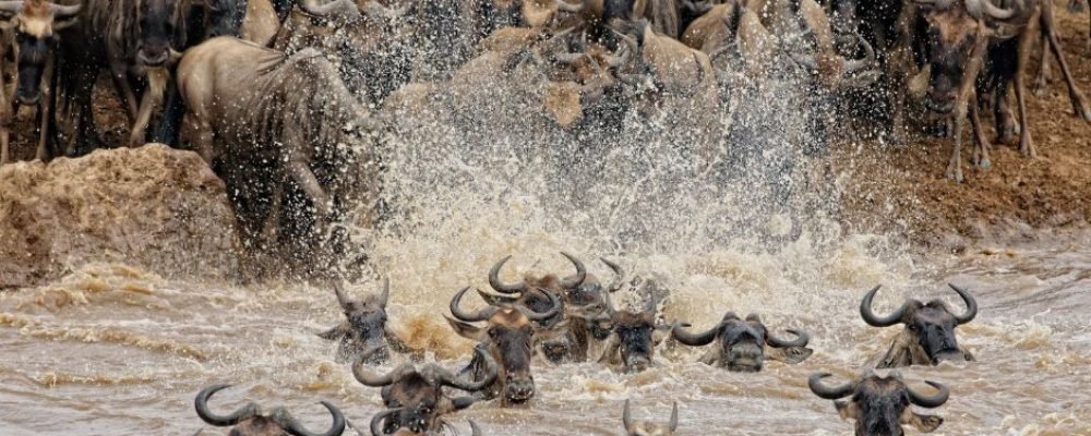 MASAI MARA PRE-BOOKED SAFARI