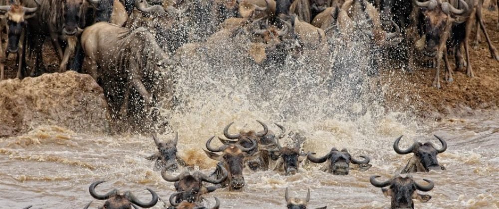 MASAI MARA PRE-BOOKED SAFARI