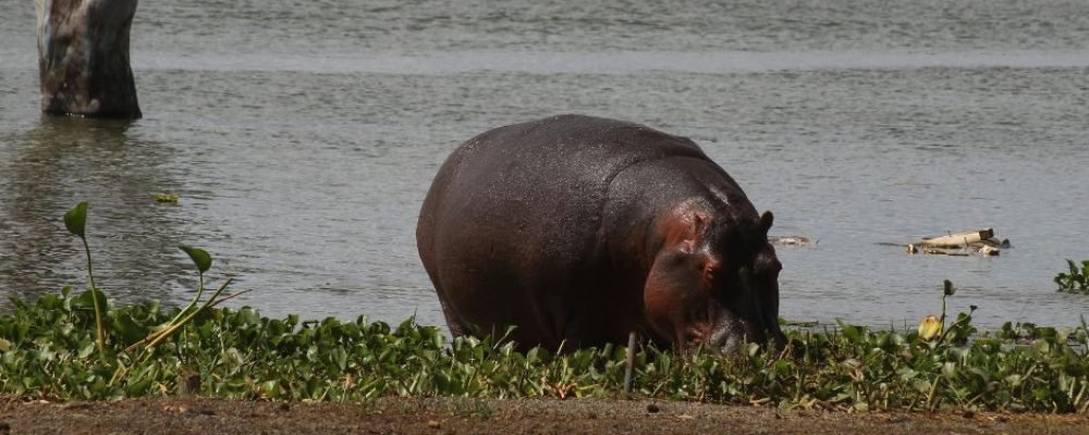 Naivasha