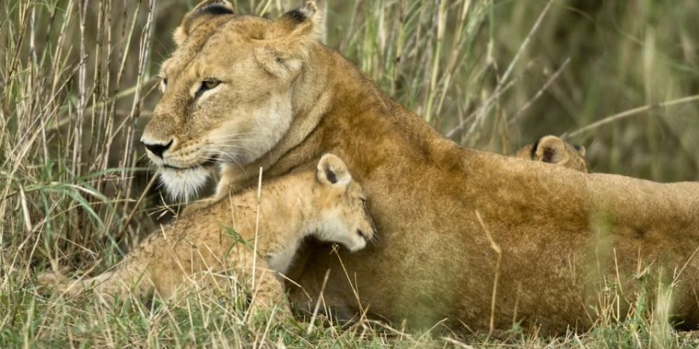 SERENGETI