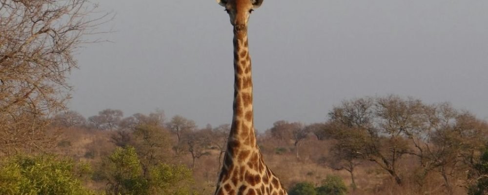 Samburu day