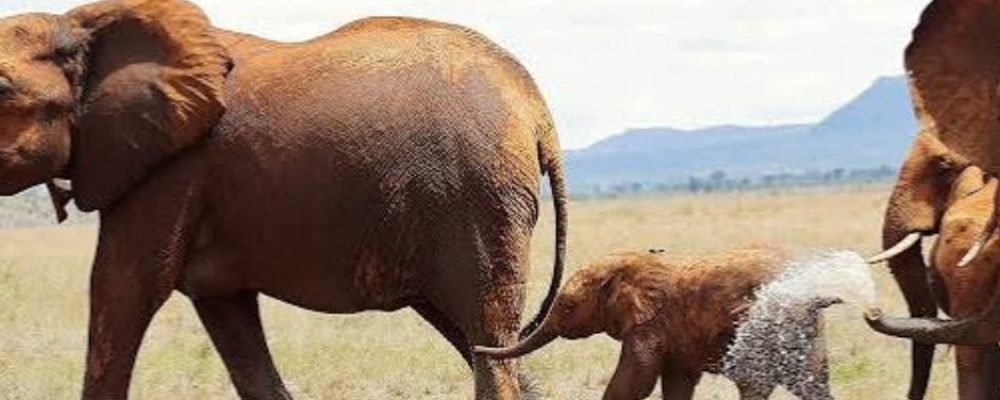 Tsavo East National Park