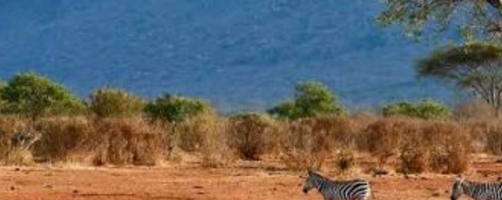 Tsavo West National Park