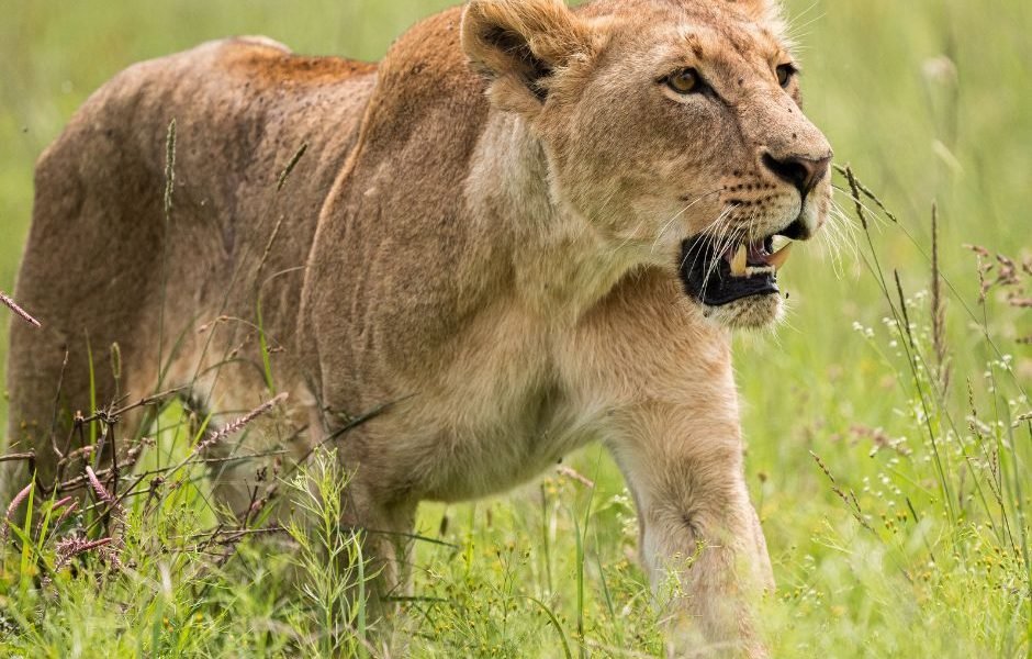 Adventure in Amboseli, Lake Nakuru, and Masai Mara