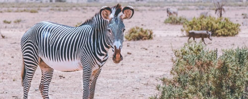 Untitled design - 2026-02-28T191620.174