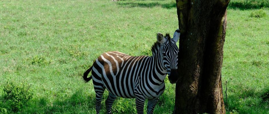 Northern Wilds To Highland Wonders: 6 Days Of Kenya’S Ultimate Safari