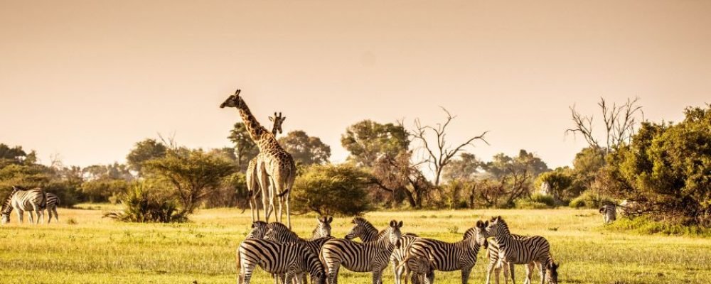 Zambia (4)