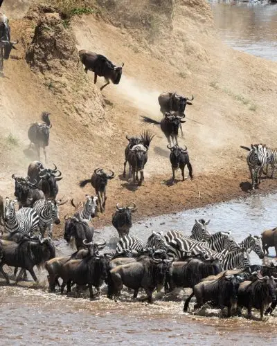 Wildebeest and zebra running into the Mara river in Kenya Africa to cross over.