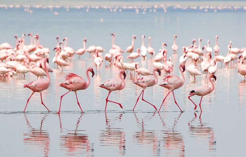 Big 5 Beginnings : Lake Nakuru & Masai Mara in 4 Days